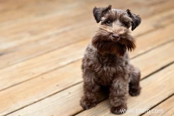 Manuel du propriétaire sur les traits et la santé du Schnauzer nain 