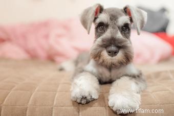 Manuel du propriétaire sur les traits et la santé du Schnauzer nain 