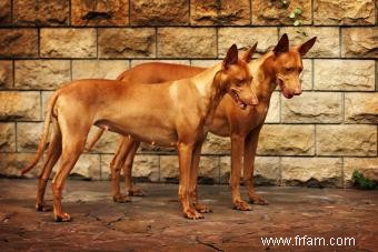 Traits et histoire du Pharaon Hound 