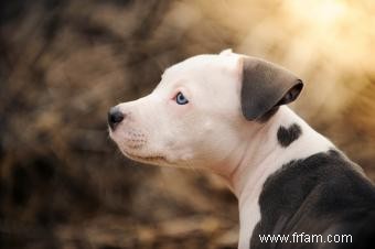 Informations sur la race de chien Pit Bull 