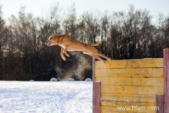 Informations sur la race de chien Pit Bull 