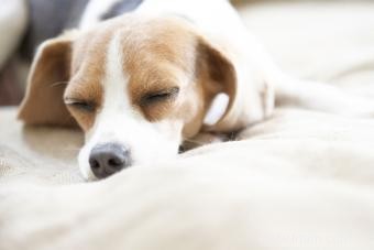 Chiots Beagle de poche 