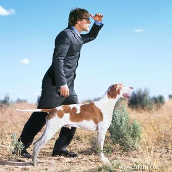 Faits et caractéristiques incontournables de la race de chiens pointeurs (avec images) 