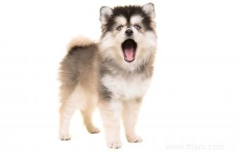 Profil et tempérament de la race Pomsky 