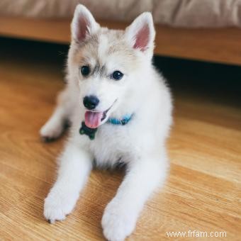 Profil et tempérament de la race Pomsky 