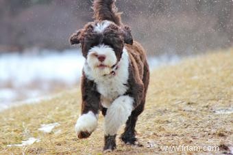 Chien d eau portugais 101 (Tout savoir) 