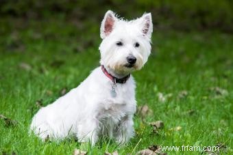 Profil du West Highland Terrier :un fidèle compagnon 