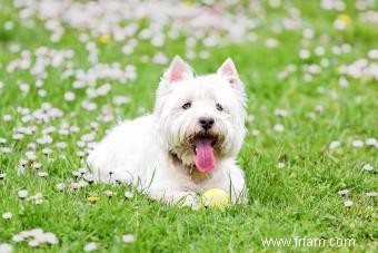 Profil du West Highland Terrier :un fidèle compagnon 