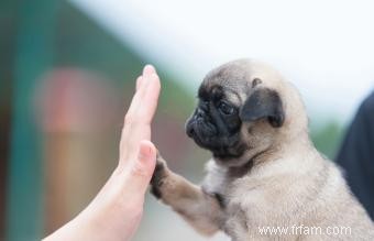 Profil de race de chien carlin 