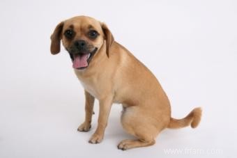 Traits et personnalité du chien Puggle 