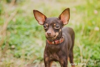 Russian Toy Terrier:Une petite race de chien pleine de charme 