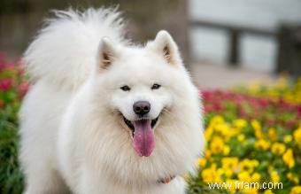 Chiens Samoyèdes comme animaux de compagnie 