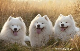 Chiens Samoyèdes comme animaux de compagnie 