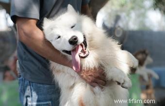 Chiens Samoyèdes comme animaux de compagnie 