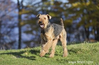 Dites bonjour à l Airedale Terrier (avec photos) 