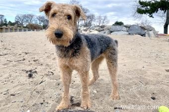 Dites bonjour à l Airedale Terrier (avec photos) 