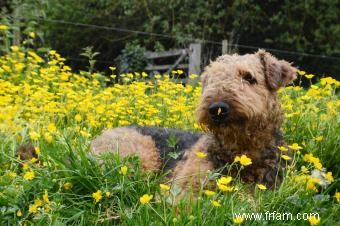 Dites bonjour à l Airedale Terrier (avec photos) 