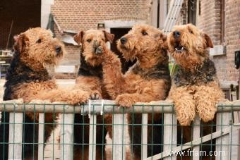 Dites bonjour à l Airedale Terrier (avec photos) 