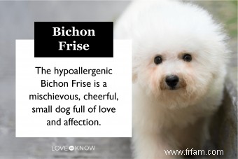 Dites bonjour au bichon frisé animé 