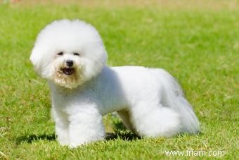 Dites bonjour au bichon frisé animé 