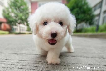 Dites bonjour au bichon frisé animé 