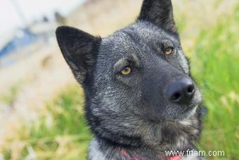 Dites bonjour au courageux chien d élan norvégien 