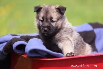 Dites bonjour au courageux chien d élan norvégien 