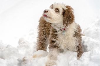 Dites bonjour au Sheepadoodle hybride 