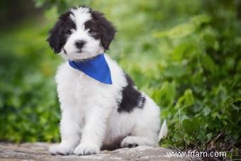 Dites bonjour au Sheepadoodle hybride 