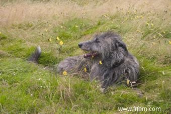 Caractéristiques et personnalité du Scottish Deerhound 