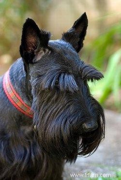 Profil de race de terrier écossais et problèmes de santé 