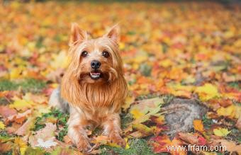 Guide de race Silky Terrier:Un chien expressif et énergique 