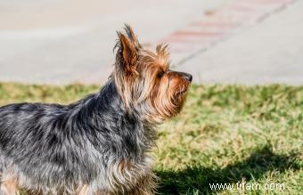 Guide de race Silky Terrier:Un chien expressif et énergique 