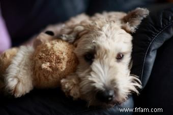 Profil et photos du Wheaten Terrier à poil doux 