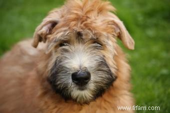 Profil et photos du Wheaten Terrier à poil doux 