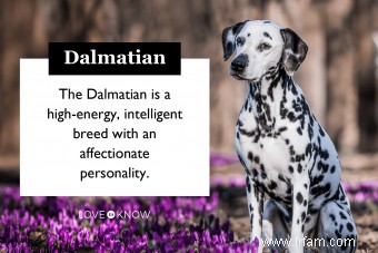 Découvrez ce qui fait du dalmatien un chiot si spécial 