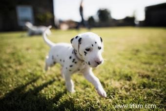 Découvrez ce qui fait du dalmatien un chiot si spécial 