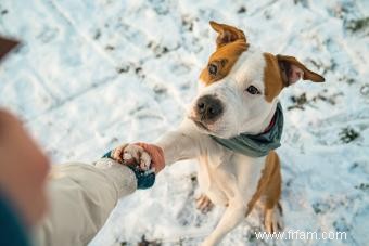 Profil du Staffordshire Bull Terrier :plus que des muscles 