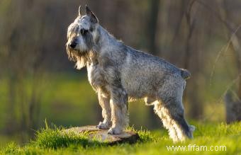 Tempérament, taille et traits de Schnauzer standard 