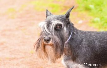 Tempérament, taille et traits de Schnauzer standard 