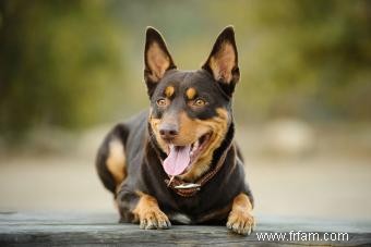 La race australienne Kelpie :tout ce qu il faut savoir 