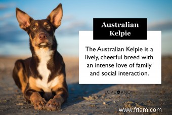 La race australienne Kelpie :tout ce qu il faut savoir 