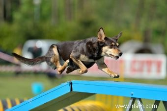 La race australienne Kelpie :tout ce qu il faut savoir 