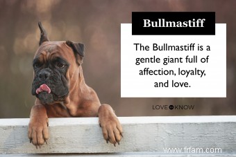 The Mighty Bullmastiff :Apprenez à connaître la race 