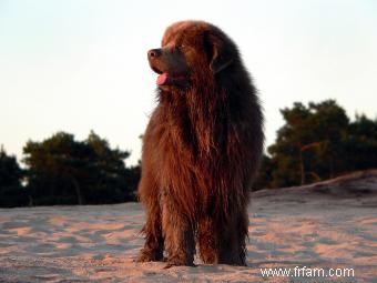 La race de chien de Terre-Neuve :à quoi s attendre de ce gentil géant 