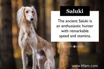 Le profil de la race Saluki et son évolution ancienne 