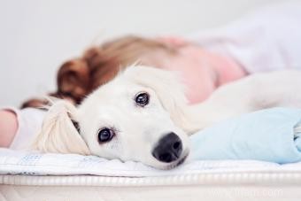 Le profil de la race Saluki et son évolution ancienne 