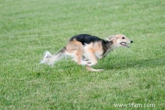 Le profil de la race Saluki et son évolution ancienne 