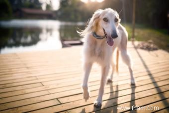 Le profil de la race Saluki et son évolution ancienne 