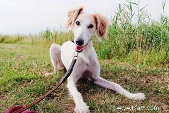 Le profil de la race Saluki et son évolution ancienne 